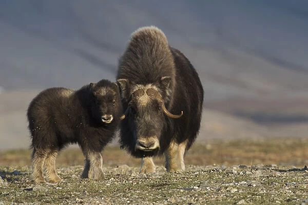 Musk ox with calf