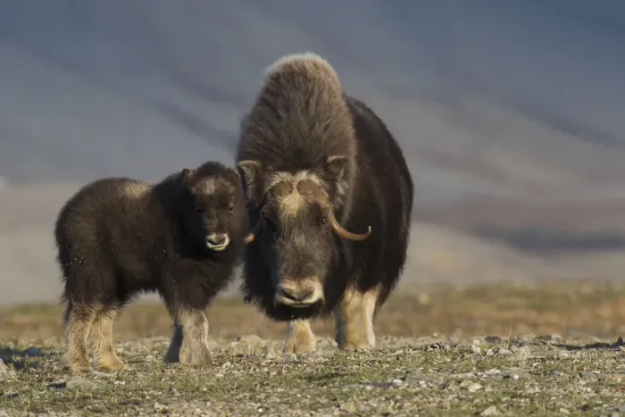 Framed Print : Musk ox with calf