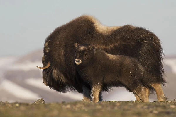 Musk Ox with calf
