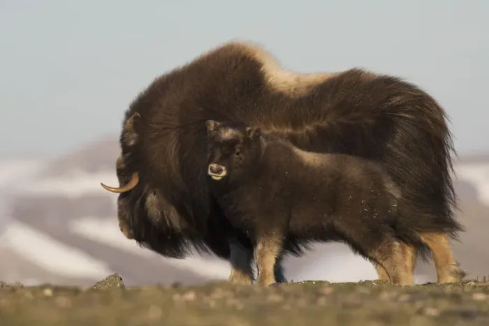 Framed Print : Musk Ox with calf Framed Print : Musk Ox with calf