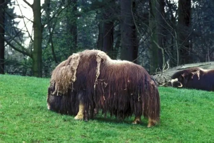 Framed Print : A Musk Ox grazes on a green hill