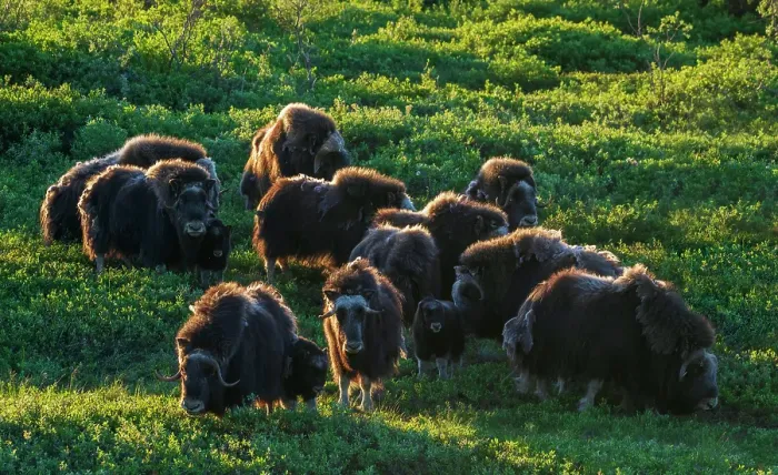 Framed Print : Musk ox herd, early morning light on the arctic tundra, Seward Peninsula, Alaska