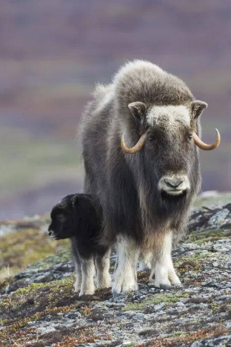 Framed Print : Musk ox with young calf Framed Print : Musk ox with young calf