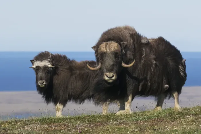 Framed Print : Musk Oxen in front of the Bering Sea