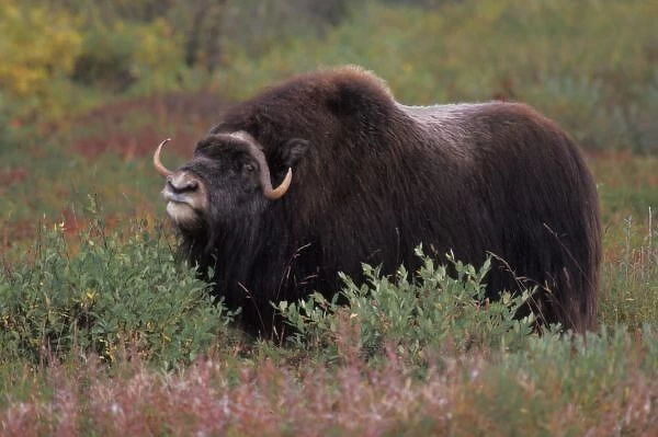 muskox bull scents the air in fall tundra, North Slope of the Brooks Range, Alaska