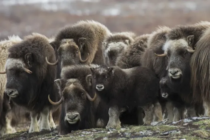 Framed Print : Muskox curious youngster Framed Print : Muskox curious youngster