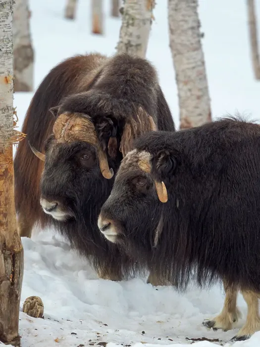 Framed Print : Muskox in deep snow during winter. Scandinavia, Norway, Bardu, Polar Park