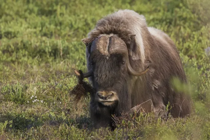 Framed Print : Muskox, dominating male