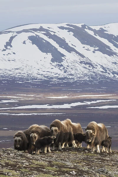 Muskox herd, Arctic habitat