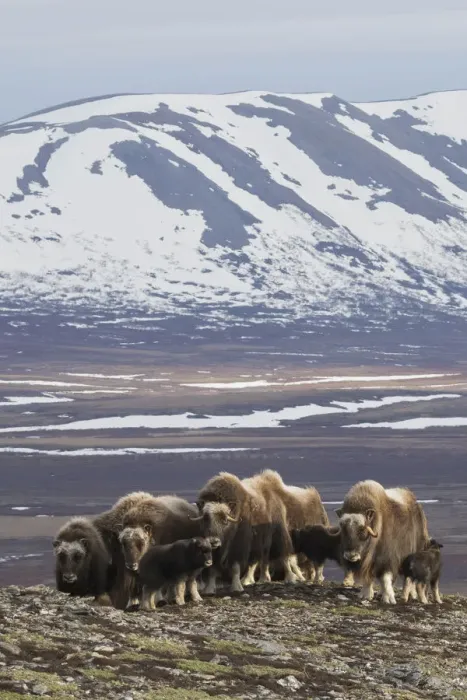 Framed Print : Muskox herd, Arctic habitat Framed Print : Muskox herd, Arctic habitat