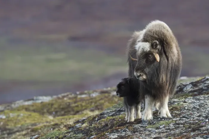 Framed Print : Muskox with newborn calf Framed Print : Muskox with newborn calf