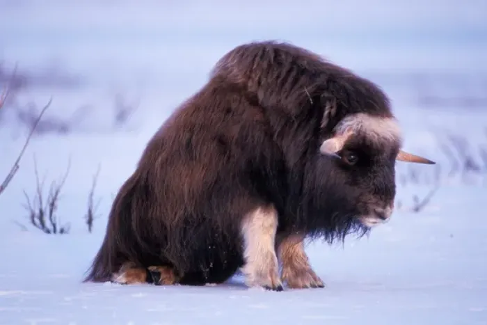 Framed Print : muskox, Ovibos moschantus, bull on the central North Slope of the Brooks Range, Alaska