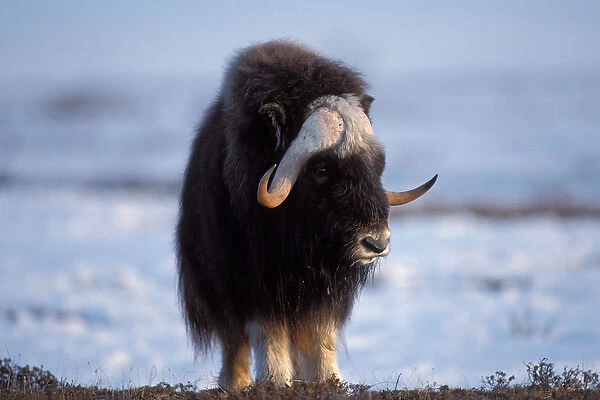 muskox, Ovibos moschatus, bull on the central Arctic coastal plain, North Slope of the Brooks Range