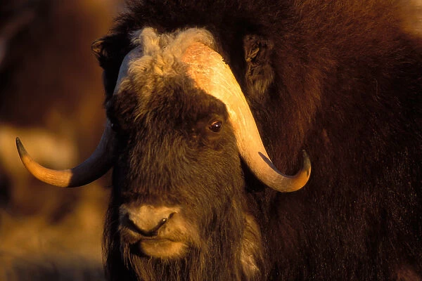muskox, Ovibos moschatus, bull on the central Arctic coastal plain, North Slope of the Brooks Range