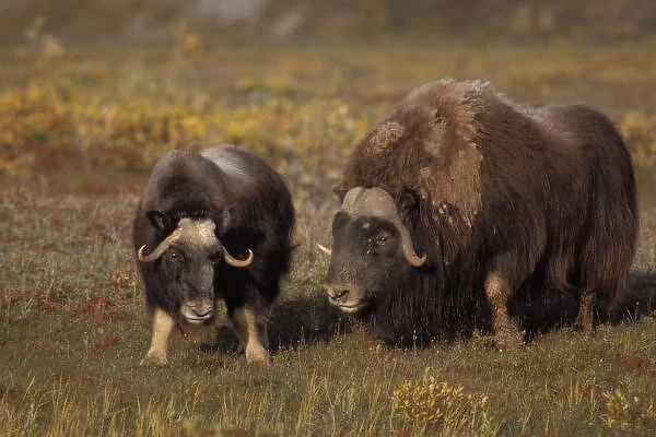 muskox, Ovibos moschatus, bull and cow on the central Arctic coastal plain, North