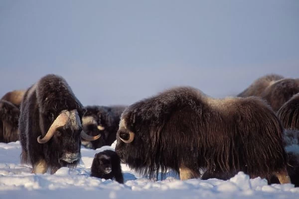 muskox, Ovibos moschatus, bull and cow with newborn calf, central Arctic coastal plain
