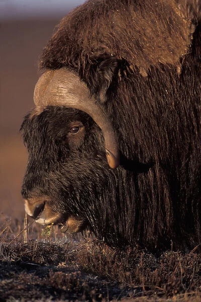muskox, Ovibos moschatus, bull feeds on fall tundra plants on the coastal plain of