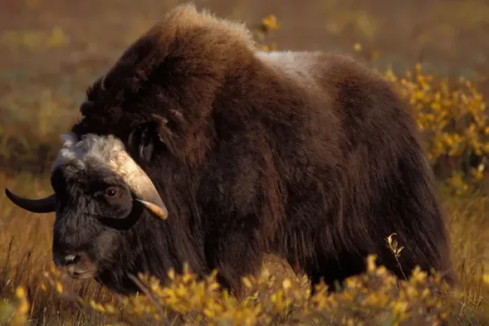 Framed Print : muskox, Ovibos moschatus, on the central Arctic coastal plain, North Slope of the Brooks Range