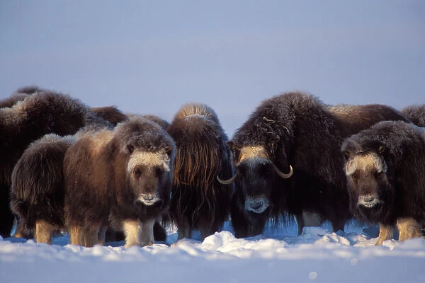 muskox, Ovibos moschatus, group on the central Arctic coastal plain, North Slope