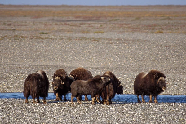 muskox, Ovibos moschatus, group along a river in the central Arctic coastal plain