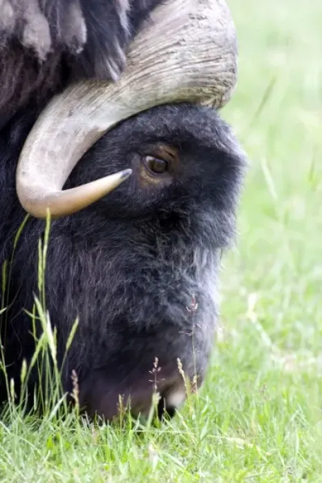 Framed Print : Muskox (Ovibos moschatus) Profile