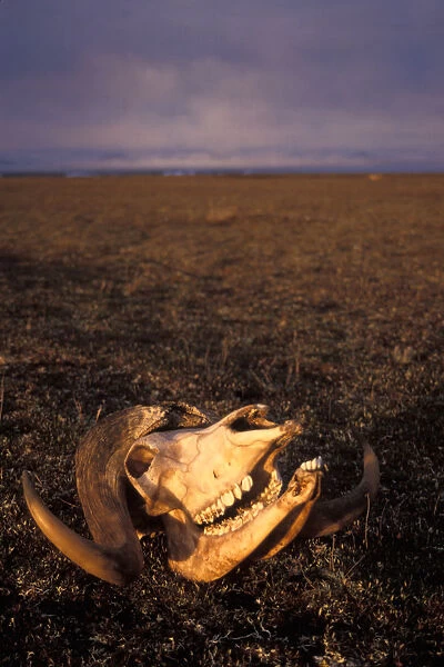 muskox, Ovibos moschatus, skull on the 1002 coastal plain, Arctic National Wildlife Refuge