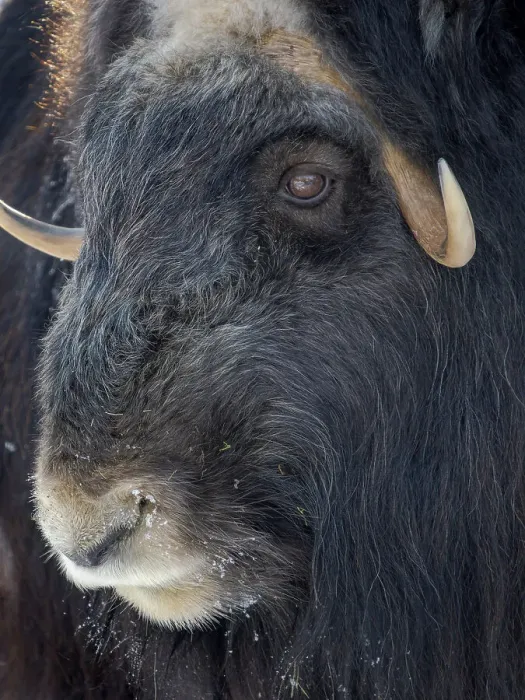 Framed Print : Muskox (Ovibos moschatus) during winter, Finland, Ranua Wildlife Park Framed Print : Muskox (Ovibos moschatus) during winter, Finland, Ranua Wildlife Park