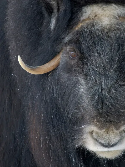 Framed Print : Muskox (Ovibos moschatus) during winter, Finland, Ranua Wildlife Park