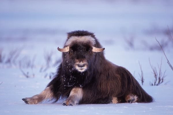 muskox, Ovibos moschatus, young bull on the central Arctic coastal plain, North Slope