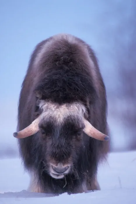 Framed Print : muskox, Ovibos moschatus, young bull eating willow twigs in snow, coastal plain of the North Slope