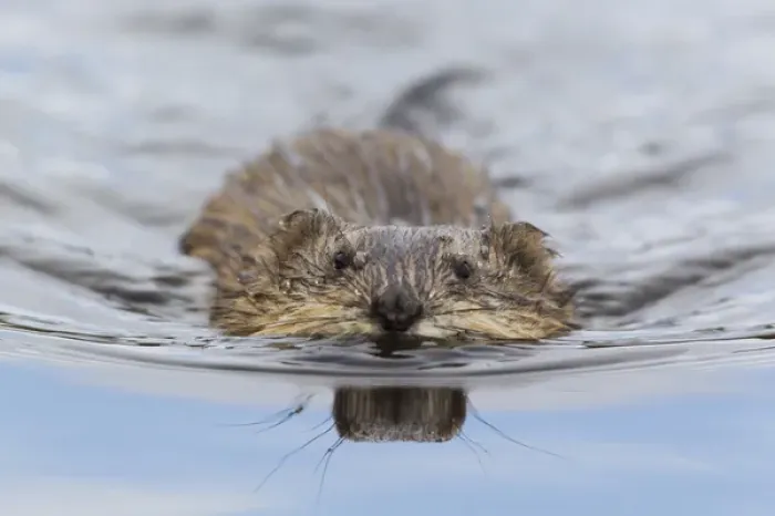 Framed Print : Muskrat Swimming