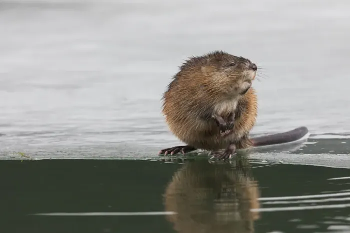 Framed Print : Muskrat, winter foraging