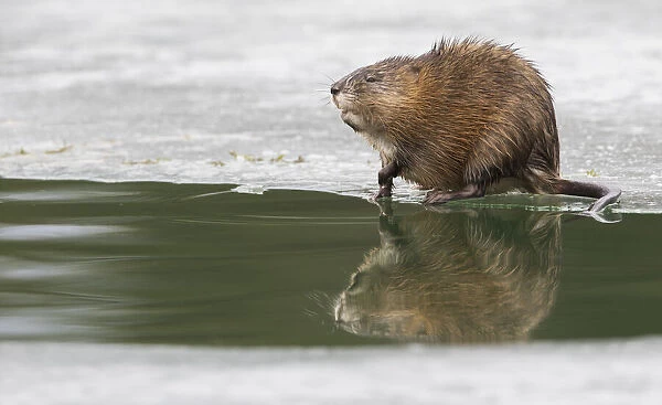 Muskrat, winter foraging from an opening in the ice