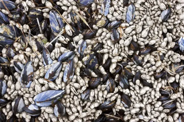 Framed Print : Mussels and barnacles, Olympic National Park, Washington, USA