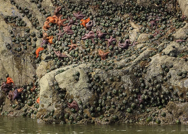 Mussels and sea stars clinging to rock at low tide. Olympic National Park, Washington, US