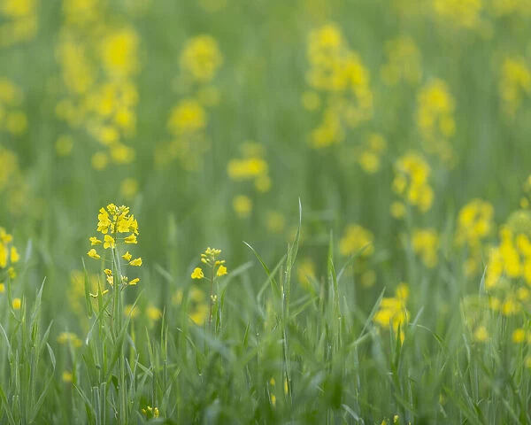 Mustard fields, Ohio