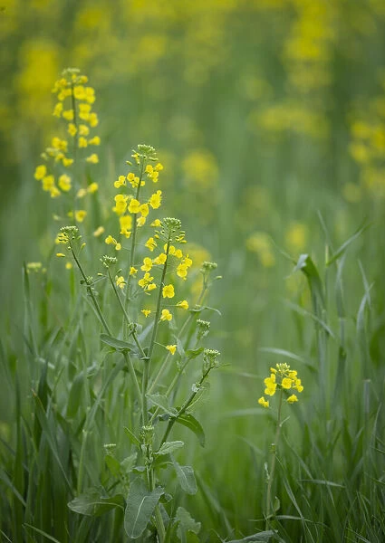 Mustard fields, Ohio