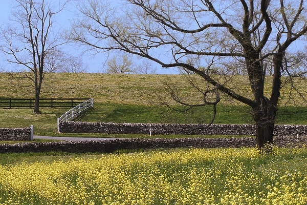 Mustard flowers, Shaker Village of Pleasant Hill, Kentucky, Brassica napus