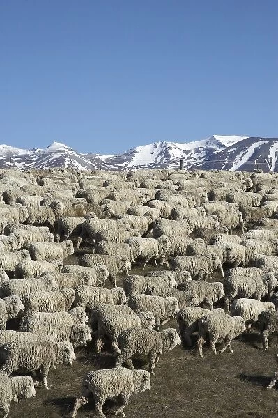 Mustering Sheep near Twizel, Mackenzie Country, South Canterbury, South Island, New