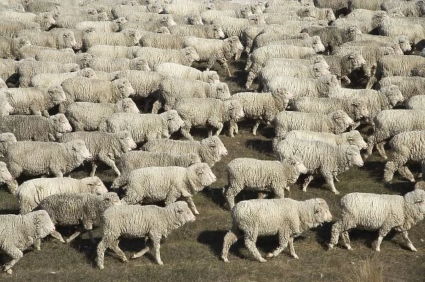 Mustering Sheep near Twizel, Mackenzie Country, South Canterbury, South Island