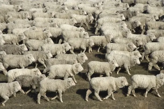 Framed Print : Mustering Sheep near Twizel, Mackenzie Country, South Canterbury, South Island Framed Print : Mustering Sheep near Twizel, Mackenzie Country, South Canterbury, South Island