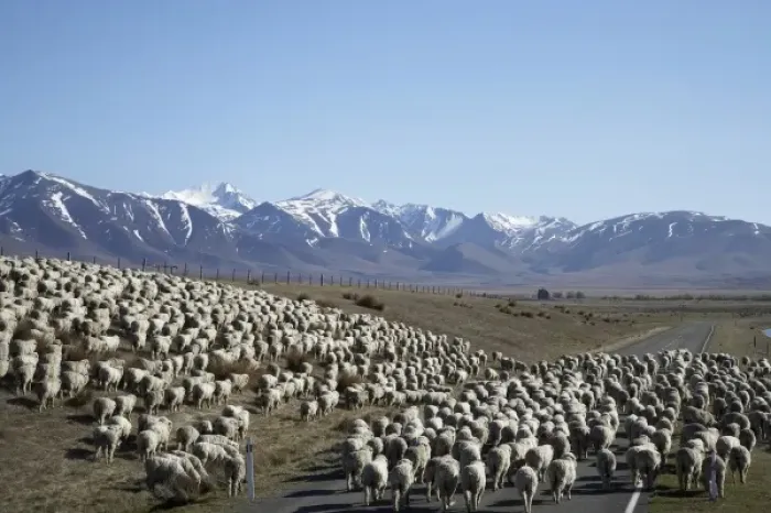 Framed Print : Mustering Sheep near Twizel, Mackenzie Country, South Canterbury, South Island, New Framed Print : Mustering Sheep near Twizel, Mackenzie Country, South Canterbury, South Island, New