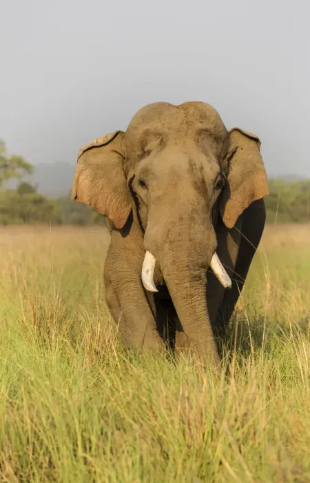 Framed Print : Musth Asian Elephant in the grassland, Corbett National Park, India Framed Print : Musth Asian Elephant in the grassland, Corbett National Park, India