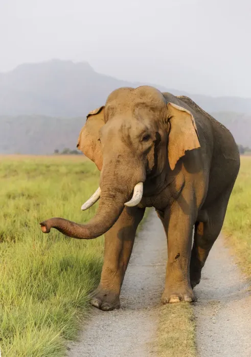 Framed Print : Musth Tusker on the jungle track, Corbett National Park, India