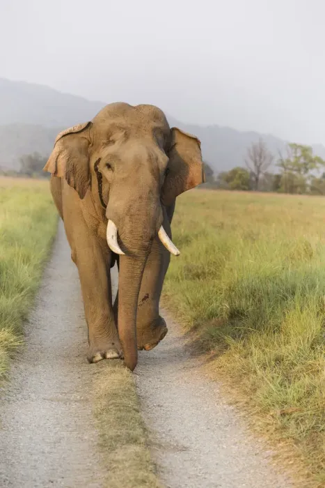 Framed Print : Musth Tusker on the jungle track, Corbett National Park, India