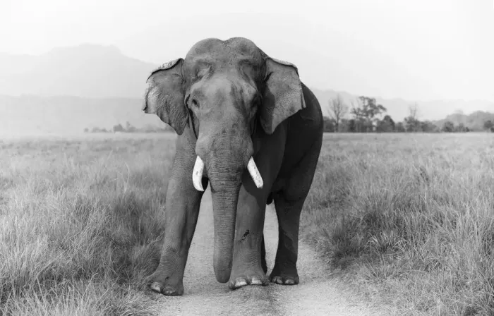 Framed Print : Musth Tusker on the track, Corbett National Park, India Framed Print : Musth Tusker on the track, Corbett National Park, India