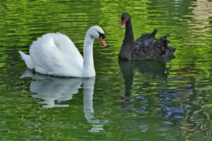 Framed Print : Mute Swan and Australian Mute Swan Framed Print : Mute Swan and Australian Mute Swan