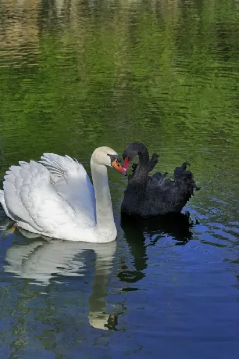 Framed Print : Mute Swan and Australian Mute Swan