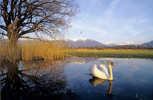 Mute Swan, Cygnus olor, adult with Alps in background, Kaltbrunn, Switzerland