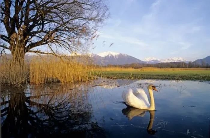 Framed Print : Mute Swan, Cygnus olor, adult with Alps in background, Kaltbrunn, Switzerland